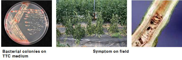 토마토 풋마름병균(Ralstonia solanacearum)과 감염 병징