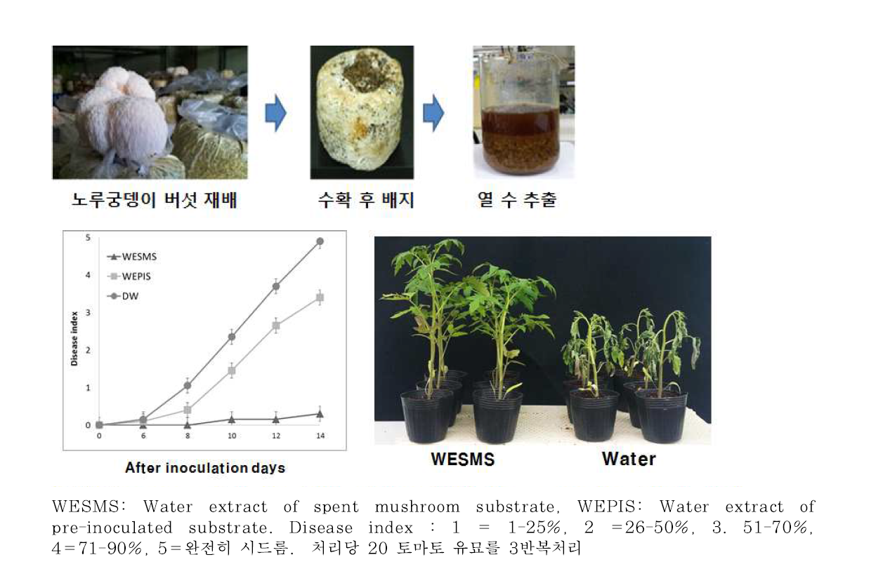 노루궁뎅이 SMS 열수 추출액 (WESMS)처리에 따른 토마토 풋 마름병 억제효과