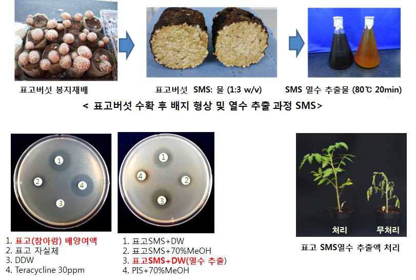 표고버섯 배양체의 토마토 풋 마름병균에 대한 항균활성과 병 방제 효과