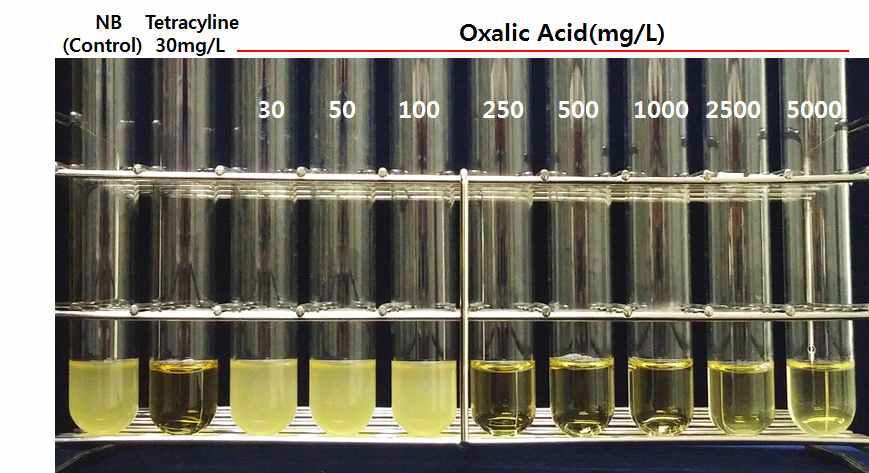 oxalic acid에의한 토마토 풋마름병균의 항균활성