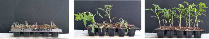 토마토 품종에 대한 토마토 풋마름병균 biovar 3 병원성 비교 (좌: 더태랑플러스, 중간: 슈퍼도태랑, 오른쪽: 스파이더)