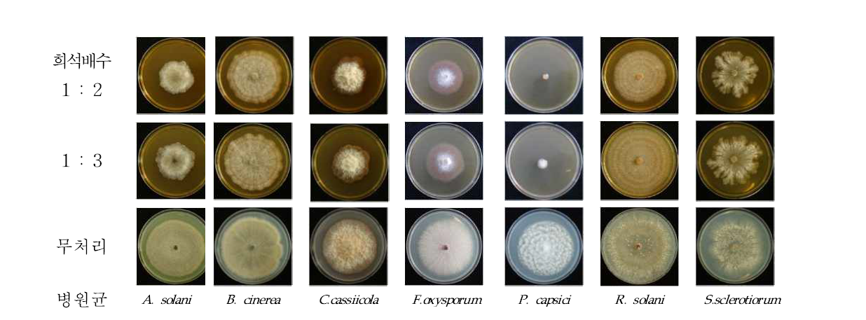 노루궁뎅이버섯 수확후 배지 추출물 농도별 토마토 식물병원곰팡이균에 대한 항균활성.