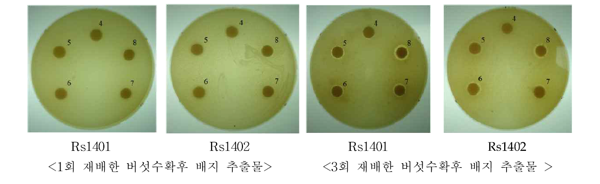 노루궁뎅이버섯 재배횟수별 수확후 배지 추출물의 토마토 풋마름병균에 대한 항균활성.