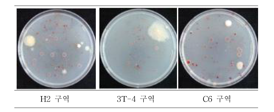 토마토풋마름병 방제 실험 포장의 토양에 분포하는 풋마름병균.