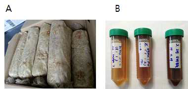 본 연구에 이용된 노루궁뎅이 수확 후 배지(A)와 추출액상(B).