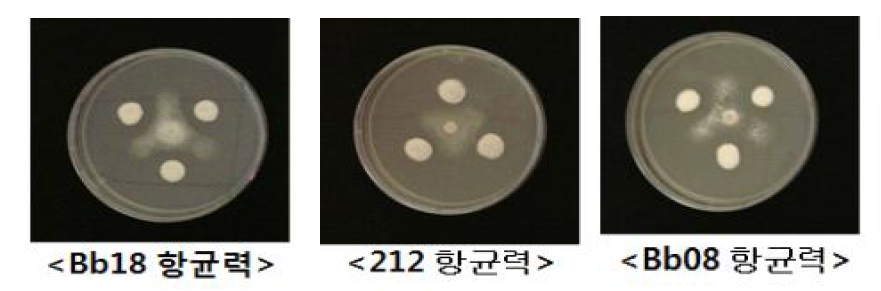 AD 또는 SDAY 배지에서 배양된 곤충병원성 곰팡이의 균핵병균에 대한 항균력