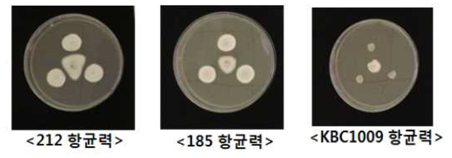 AD 또는 SDAY 배지에서 배양된 곤충병원성 곰팡이의 고추 탄저병균에 대한 항균력