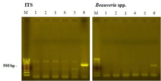 수화제 오이잎의 gDNA 추출 후, 곰팡이 특이적 ITS primers 및 Beauveria spp.