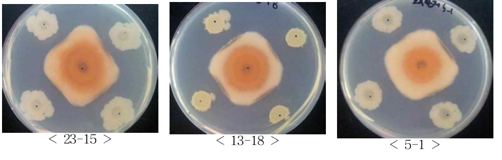 고추탄저병에 대한 3차 길항 균주 선발