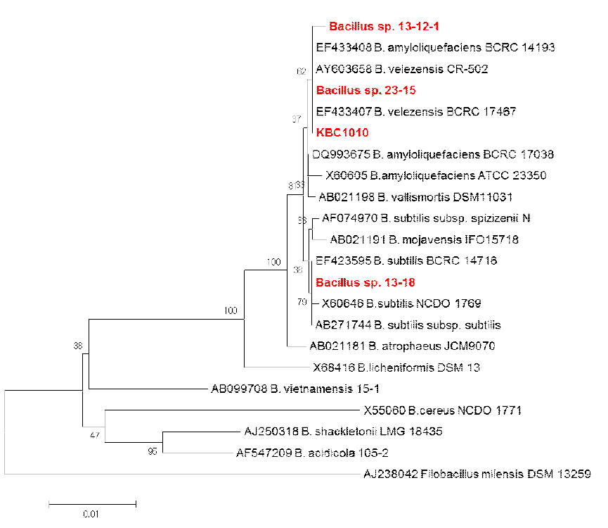 3차 선발된 균주 3종의 분류학적 유연관계
