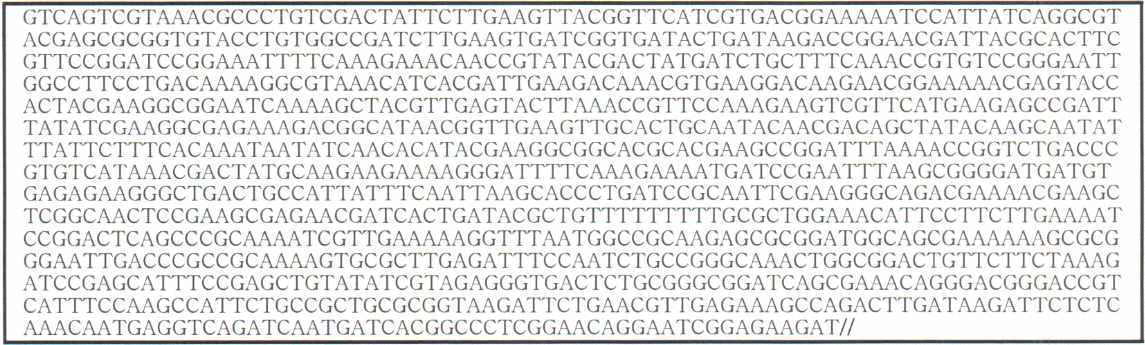 23-15 균주의 gyrB 유전자 전염기서열(1,090bp)의 분석결과