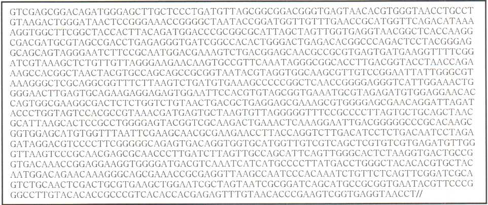 5-1 균주의 16S rRNA 유전자 전염기서열(1,397bp)의 분석결과