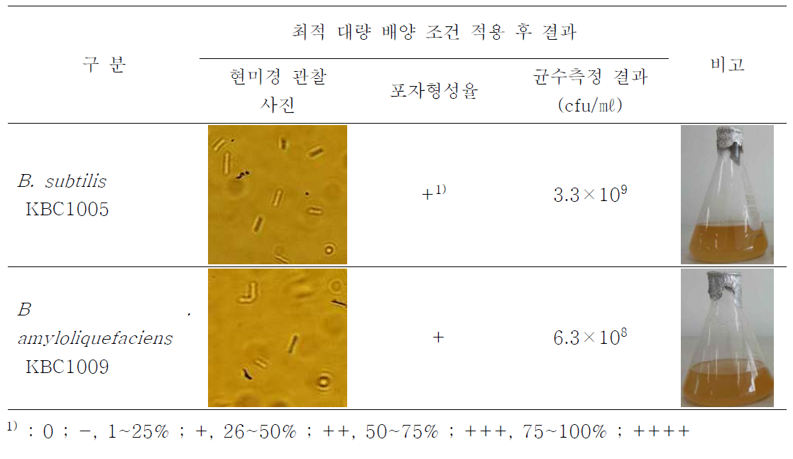 최적 대량 배양 조건 적용 후 포자형성율