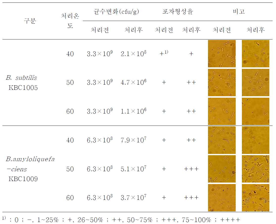 최적 대량 배양 조건 적용 후 온도 처리에 따른 포자형성율