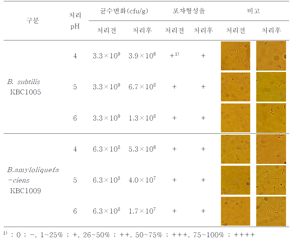 최적 대량 배양 조건 적용 후 pH 조절에 따른 포자형성율 조사 결과