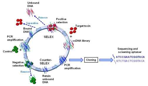 황색포도상구균 독소 검출용 바이오탐침자 선별 SELEX