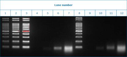 탐침자 라이브러리 농도에 따른 PCR 증폭 결과