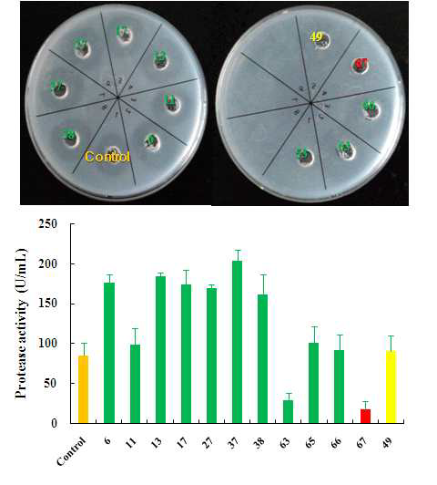 The detection of protease activity on plate and the protease activity measurement of each koji with colorimetric method.