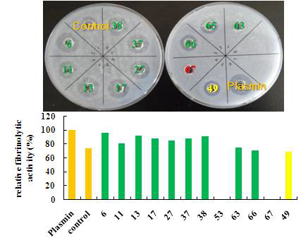The detection of fibrinolytic activity on plate.