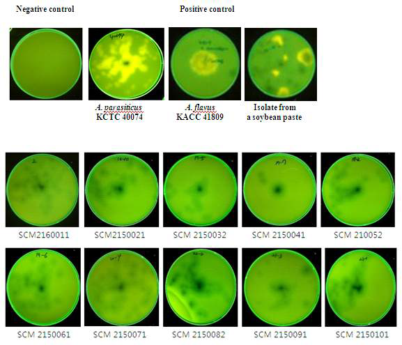 The detection of fluorescence induced by aflatoxin B1, G1 under UV light(365nm) in coconut medium.