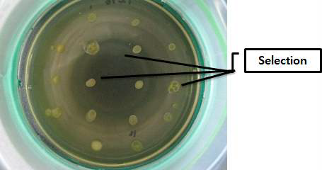 Sucrose 첨가 MRS 고체배지를 이용한 mucoid colony 형성 균주 선발