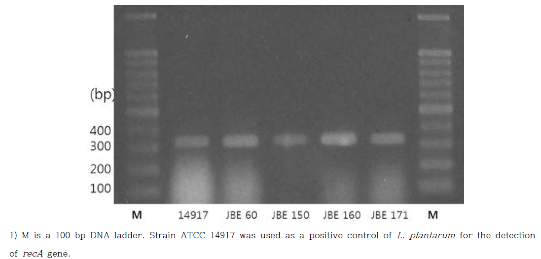 Multiplex PCR을 이용하여 recA gene PCR 산물의 전기영동 결과.