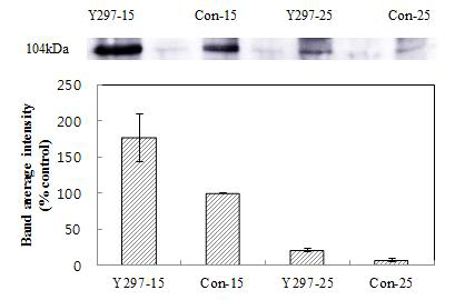 S. cerevisiae Y297 효모의 저온 유도 HSP104 발현