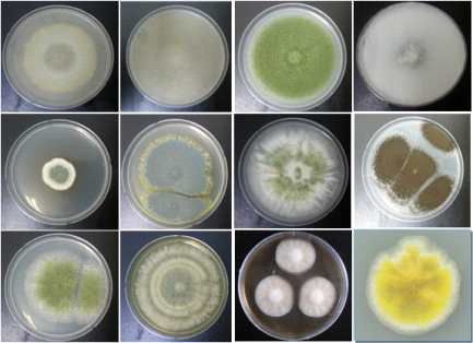 Fungal strains isolated from Soybean materials