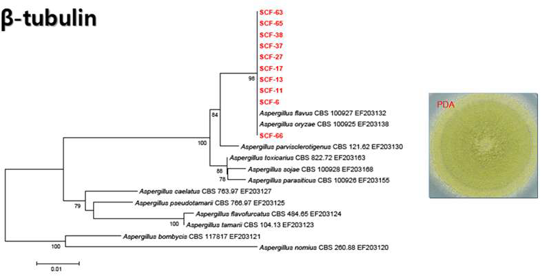 Taxonomic position of Aspergillus oryzae/ flavus complex strains isolated from Sunchang based on partial beta-tubulin gene (primer bt2a and bt2b). They were compared with sequences of Pildain et al.(Int. J. Syst. Evol. Microbiol. 58:725-735, 2008). The sequences were first analyzed using the Tamura-Nei parameter distance calculation model with gamma-distributed substitution rates, which were then used to construct the Neighbor-Joining tree with MEGA version 5.2.2. Numbers under nodes are bootstrap values(>0.6).