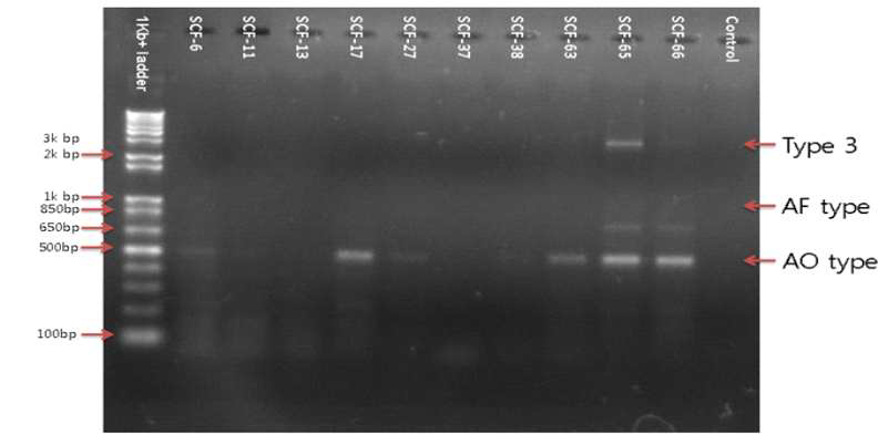 Aspergillus oryzae/ flavus complex strains were amplified with norB-F and cypA-R