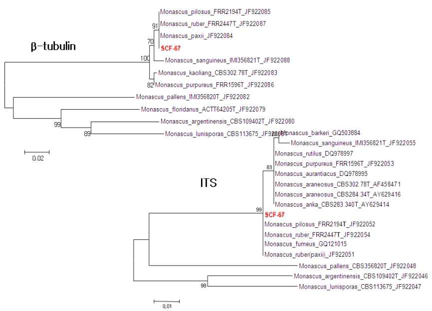 Taxonomic position of some fungal strains isolated from Sunchang based on partial beta-tubulin gene and ITS.