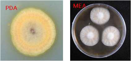 Comparison on pigment production of Monascus sp. isolated in two different media.
