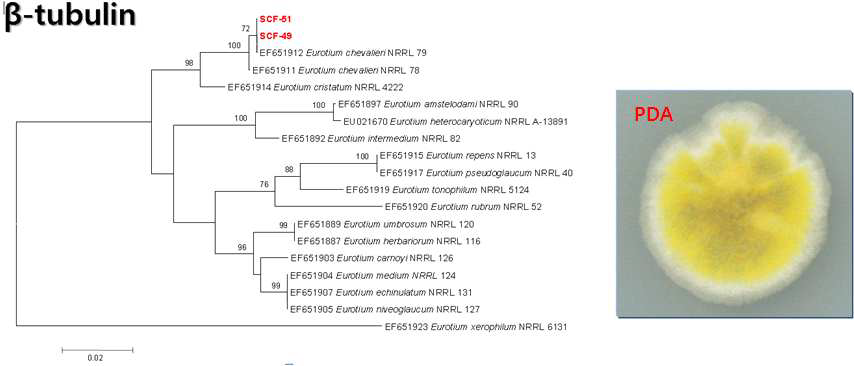 Taxonomic position of SCF-49 and -51 strains based on partial beta-tubulin gene (primer bt2a and bt2b). They were compared with sequences of peterson(Mycologia 100:205-226, 2008). The sequences were first analyzed using the Tamura-Nei parameter distance calculation model with gamma-distributed substitution rates, which were then used to construct the Neighbor-Joining tree with MEGA version 5.2.2. Numbers above nodes are bootstrap values