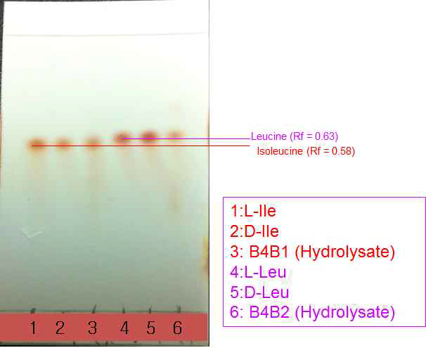 두가지 고리형 다이펩타이드의 가수분해 혼합물의 실리카겔 TLC 비교 (물질 B4B1에서는 Ile가, 물질 B4B2에서는 Leu가 존재하는 것이 확인됨)