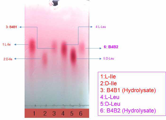 두가지 고리형 다이펩타이드의 가수분해 혼합물의 chiral TLC 비교 (물질 B4B1에서의 Ile가 L형, 물질 B4B2에서의 Leu가 L형임이 규명됨)