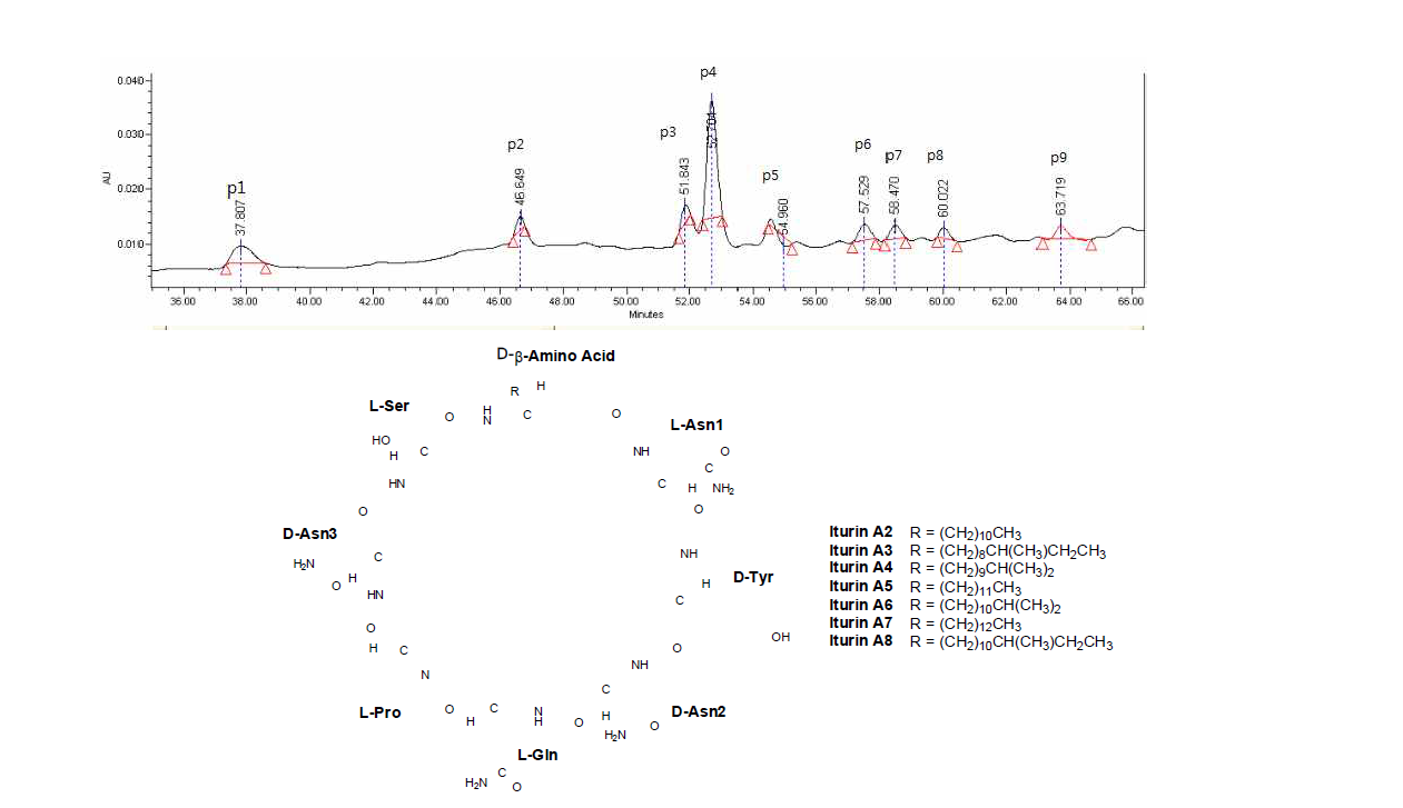 iturin 유도체를 포함하는 발효액의 butanol 추출물의 HPLC 스펙트럼(위) 및 구조 (아래)