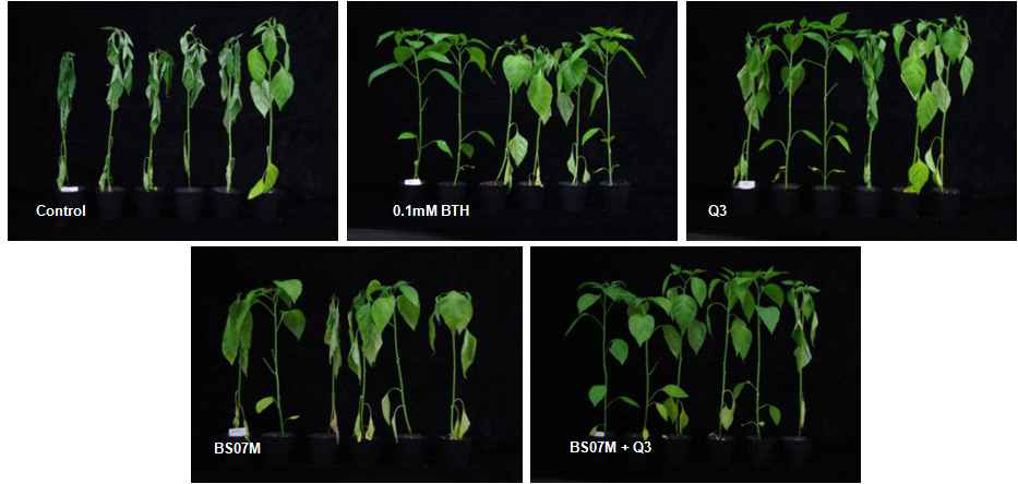 다이펩타이드 근권균BS07M 복합처리후 고추역병 억제 효과 검정