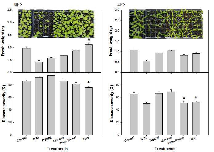 완효성 미생물 제형 처리에 의한 고추와 배추 유묘 생장증가 및 병감소 효과
