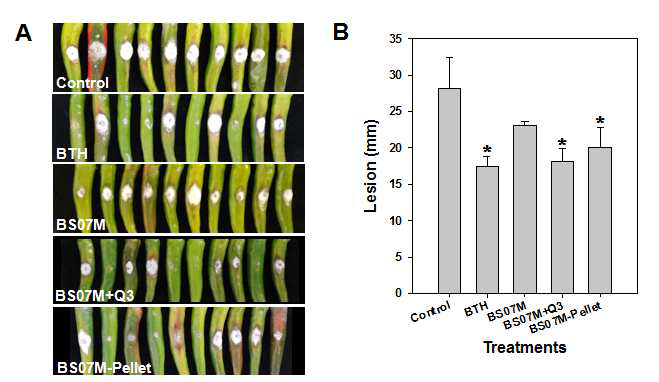 (A)고추 탄저병 인위접종 후 병징과 (B) 병반 길이 감소 효과