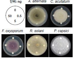 다이펩타이드-A의 대표적 식물병원 진균 및 난균류에 대한 항미생물 효과 검정
