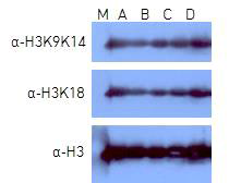 다이펩타이드 A, B, C, D가 처리된 애기장대 식물 잎에서의 H3K9K14 및 H3K18의 아세틸레이션 정도 평가