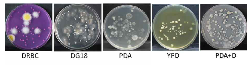 Evaluation of different media for proper mycoflora enumeration from nuruk A and B