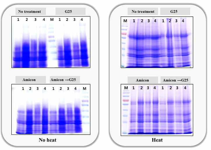 1D-PAGE of purified nuruk proteins