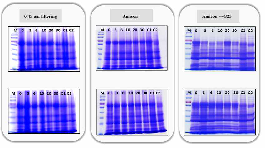 1D-PAGE of purified nuruk proteins from all samples