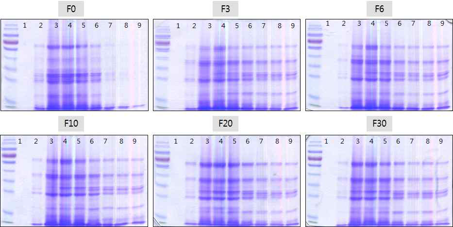 1D-PAGE of each nuruk F protein fractions from PD10 gel filtration