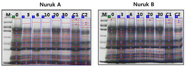 Phoretix 1D program analysis of 1D-PAGE of purified nuruk proteins