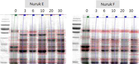 Phoretix 1D program analysis of 1D-PAGE of purified nuruk proteins