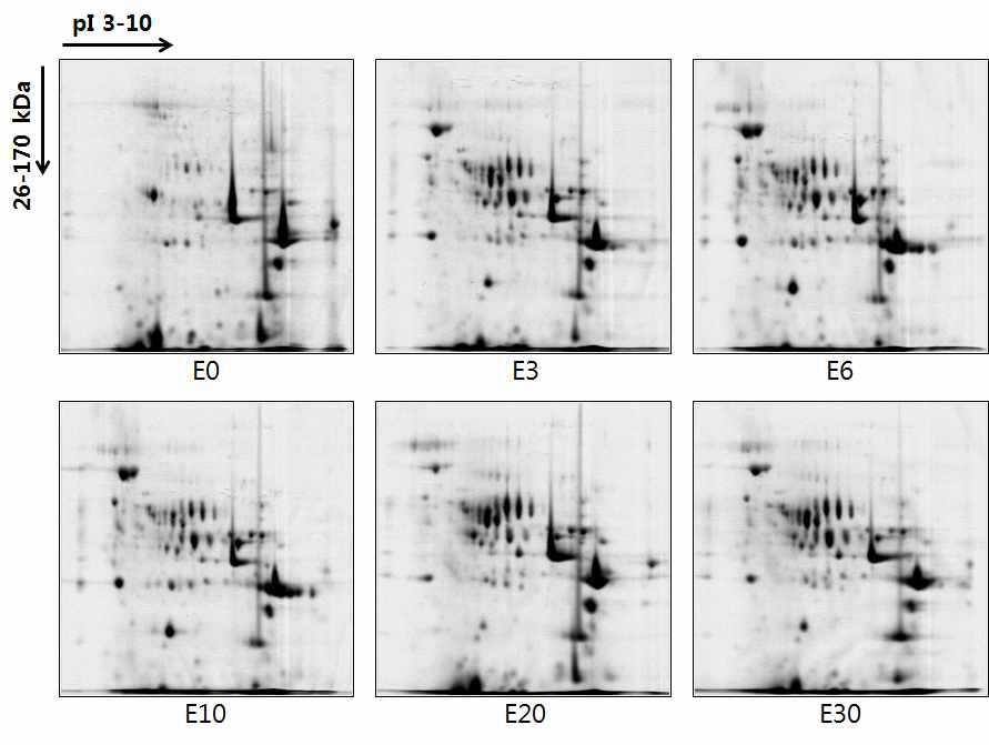 2D-PAGE gel images of proteins from fermented Nuruk E (0,3,6,10,20,30 D)