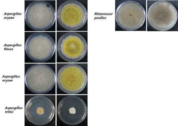 Prominent fungal isolates from traditional wheat nuruk