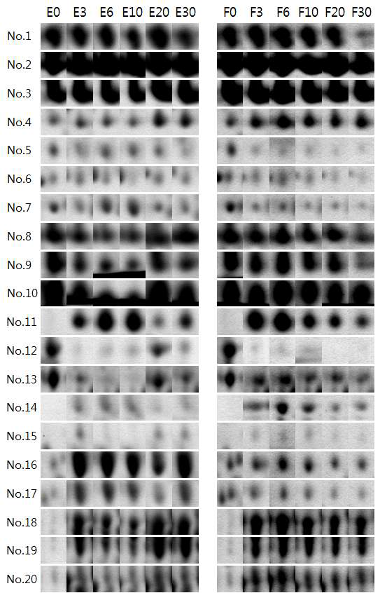 Comparison of spot density of nuruk E and F from 2D-PAGE gel